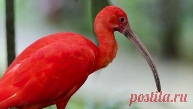 Животные удивительной окраски Красный цвет — не самый распространённый в дикой природе. Тем ценнее и уникальнее эти чудесные животные, которые имеют такой окрас.Алый ибис Лягушка древолазКлещ-краснотелкаЗеленоватый тритонРыба-лягу...