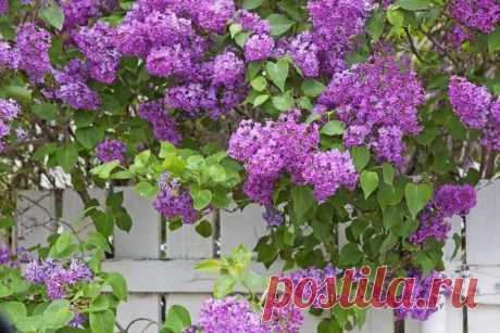 В каких подкормках нуждается сирень - Домашние Советы