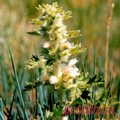 Пустырник гипертонию победил | Друг пенсионера