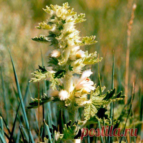 Пустырник гипертонию победил | Друг пенсионера