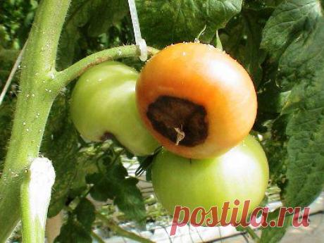 Защита томатов.