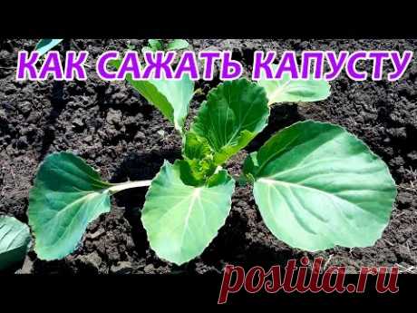 Посадка капусты в открытый грунт. Как сажать капусту