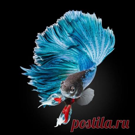 Невероятные моменты дикой природы / Питомцы