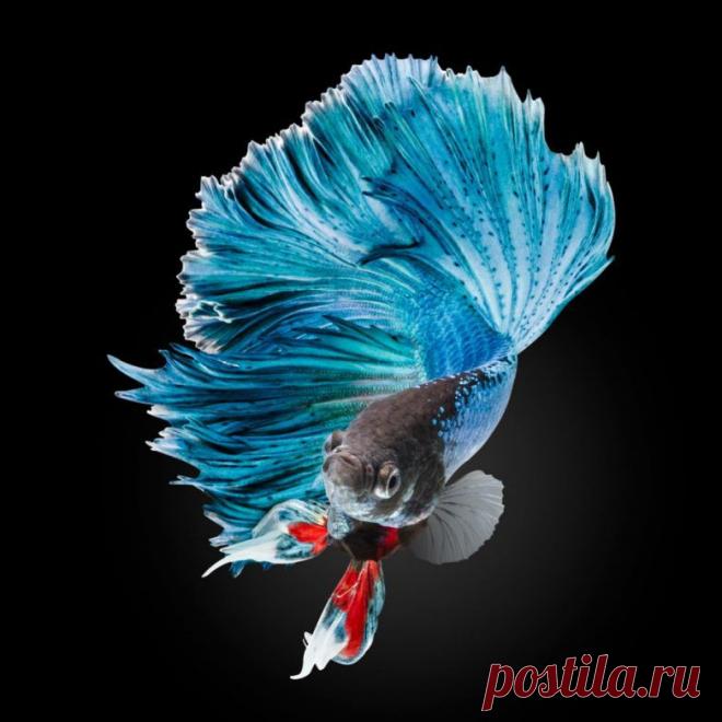 Невероятные моменты дикой природы / Питомцы