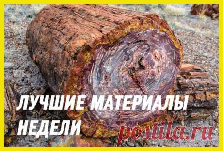 Лучшие материалы недели — в нашей воскресной подборке: 1. Тридцатилетняя война партизана Оноды: 2. Череп умершего 700 лет назад бедняка обрел лицо: 3. Марс, каким вы его не знаете: 4. Львица упала с обрыва в погоне за туристами: 5. Деревья-самоцветы. Как поленья становятся кристаллами: