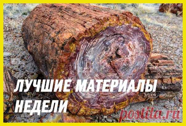Лучшие материалы недели — в нашей воскресной подборке: 1. Тридцатилетняя война партизана Оноды: 2. Череп умершего 700 лет назад бедняка обрел лицо: 3. Марс, каким вы его не знаете: 4. Львица упала с обрыва в погоне за туристами: 5. Деревья-самоцветы. Как поленья становятся кристаллами: