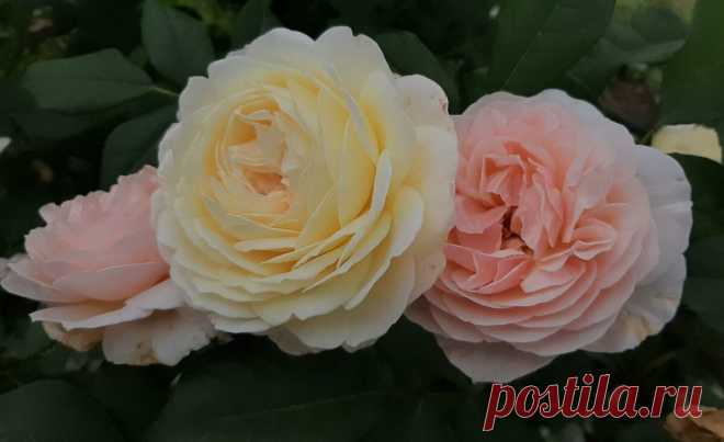 Планируем новый розарий. Перфекционисты пусть отойдут в сторонку | Цветочница Анюта 🌹 | Яндекс Дзен