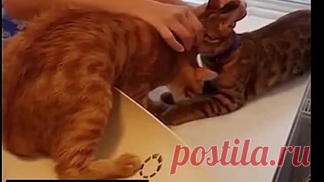 Кот спасает своего друга