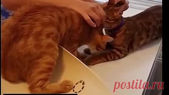 Кот спасает своего друга