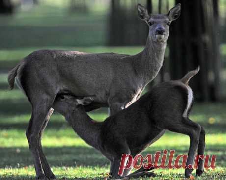 Осенний клич – олений гон