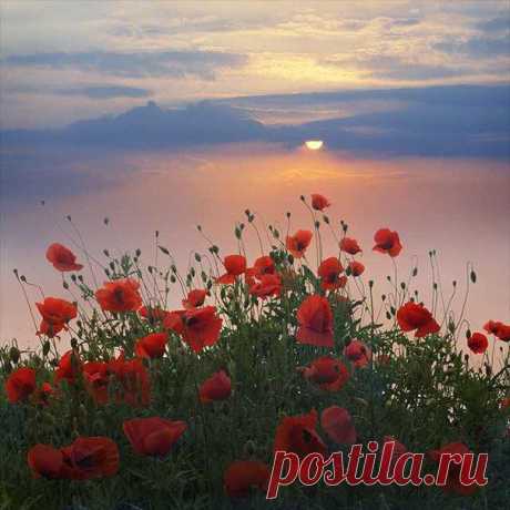 1dXA3QBPNPs.jpg (604×604)