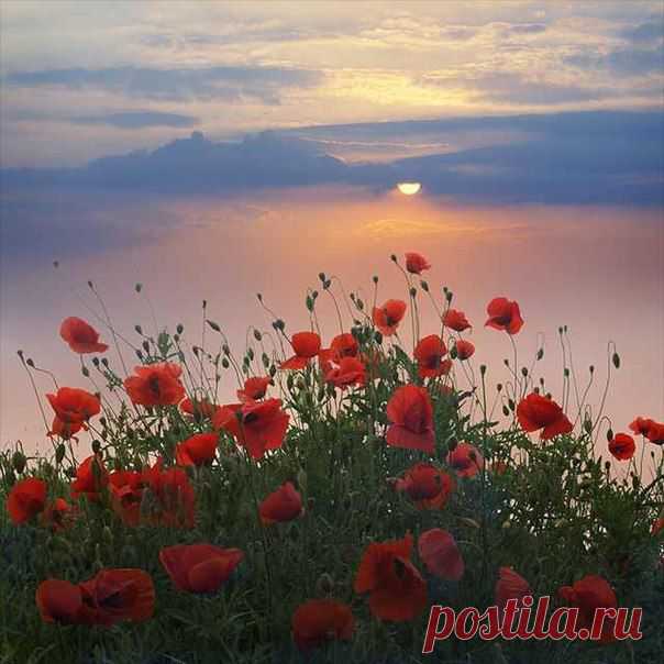 1dXA3QBPNPs.jpg (604×604)