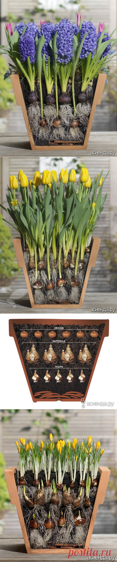 Как посадить луковичные в горшки для обильного цветения весной.: Группа Клумбы и цветники