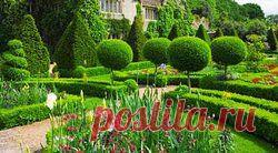 Уксус от сорняков плодожорки ожога деревьев | Применение уксуса