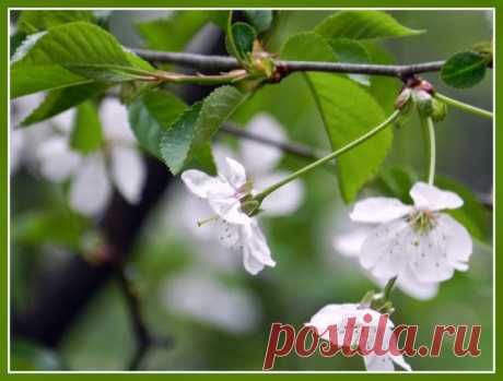 11 мая 2014 г. - Наталия Костелова - Веб-альбомы Picasa