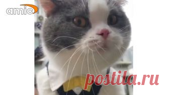 Кот-матершинник покорил пользователей соцсетей Некоторые предположили, что кот всю ночь провел в отделе полиции и пытается рассказать об этом