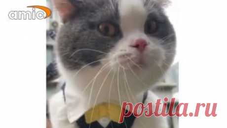 Кот-матершинник покорил пользователей соцсетей Некоторые предположили, что кот всю ночь провел в отделе полиции и пытается рассказать об этом