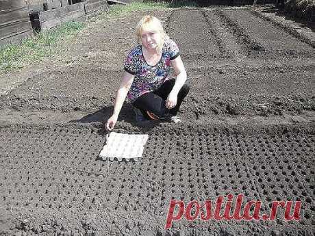 Как сделать лунки для посева овощей: морковь, лук, чеснок, редька, редиска и т.д. Все гениальное просто! Для этого яичный лоток укладывается на участок и немного придавливается. 

Расстояния между такими лунками получаются одинаковыми в любую сторону, а глубина полностью соответствует необходимым требованиям.

  

Затем в каждое из углублений выкладывается посевной материал. Лунки присыпаются зем