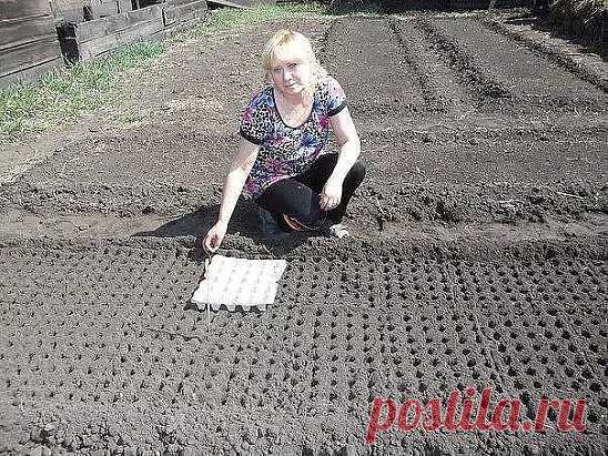 Как сделать лунки для посева овощей: морковь, лук, чеснок, редька, редиска и т.д. Все гениальное просто! Для этого яичный лоток укладывается на участок и немного придавливается. 

Расстояния между такими лунками получаются одинаковыми в любую сторону, а глубина полностью соответствует необходимым требованиям.

  

Затем в каждое из углублений выкладывается посевной материал. Лунки присыпаются зем