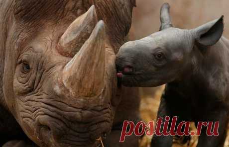 20 самых симпатичных детенышей животного мира ▷ Socratify.net