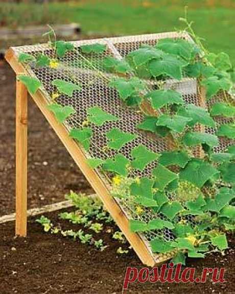 9+ Vertical Gardens :: Vegetable Garden Ideas