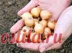 Севок и соль