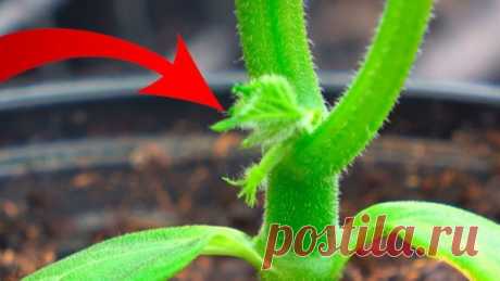 Правильно сформируйте рассаду огурца, чтобы быть с обильным урожаем Чтобы растение огурца было сильным и дало хороший, достойный урожай, нужно позаботиться о его формировке ещё на стадии рассады. Для этого