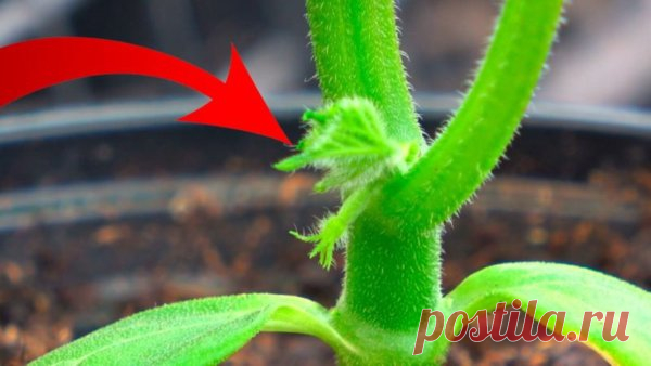 Правильно сформируйте рассаду огурца, чтобы быть с обильным урожаем Чтобы растение огурца было сильным и дало хороший, достойный урожай, нужно позаботиться о его формировке ещё на стадии рассады. Для этого