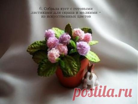 Гортензия 1:12