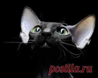 Sphynx cat Russian photographer