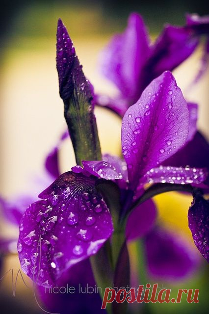 Найдено на сайте flickr.com.