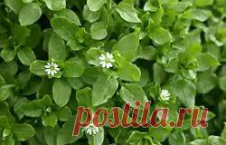 Мокрица Полезные свойства | УСПЕХ с NEWAYS

Неприметное растение, а сколько пользы!