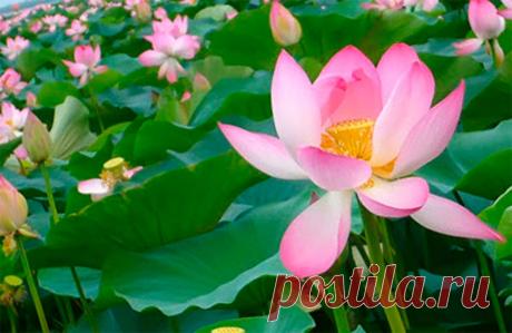 Чем привлекает Долина лотосов на Таманском полуострове - CityLife.az