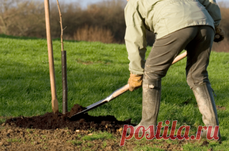 Как правильно посадить сливу весной саженцами в открытый грунт: пошаговая инструкция