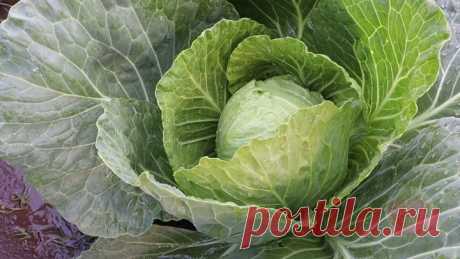 Когда вредитель и болезни кошмарят капусту поливаю этим раствором кочаны, помогает уже 4 года подряд. | Сад огород life | Дзен