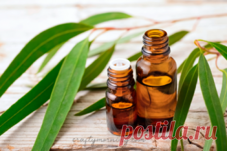 Eucalyptus Oil Benefits - Crafty Morning Eucalyptus Oil Benefits and Uses Eucalyptus Oil has been around for quite some time and used frequently for medicinal purposes. Chances are that you have a product in your medicine cabinet that has this listed as an ingredient. Vapor rub is the most common household product that consumers use on a regular basis that has …