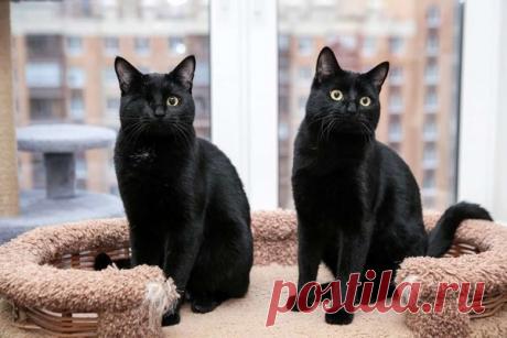 Два жгучих брюнета, два братика Рикки и Морти ищут дом! СПб и ЛО – &quot;ЗВЕЗДЫ В ЗАЩИТУ ЖИВОТНЫХ&quot;, пользователь Пиар  Животных  | Группы Мой Мир