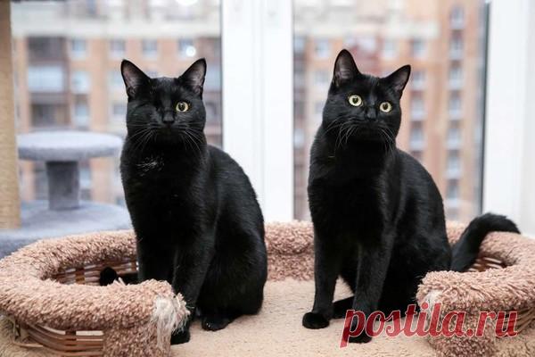 Два жгучих брюнета, два братика Рикки и Морти ищут дом! СПб и ЛО – "ЗВЕЗДЫ В ЗАЩИТУ ЖИВОТНЫХ", пользователь Пиар  Животных  | Группы Мой Мир