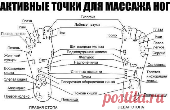 АКТИВНЫЕ ТОЧКИ ДЛЯ МАССАЖА НОГ
1. Если массировать кончики пальцев ног, можно избавиться от головной боли и простимулировать деятельность головного мозга.
2. Область вокруг больших пальцев ног поможет справиться с болью в шее — нужно лишь активно ее помассировать.
3. Массаж области в центре стопы помогает справиться с болезнями легких, облегчает патологическое состояние при астме, снимает одышку.
4. Разминая зону чуть ниже большого пальца на стопе, выпуклую подушечку, ты позаботишься о всей