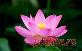 лотос фото цветы - Поиск в Google