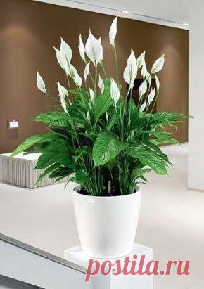 10 РАСТЕНИЙ, которые принесут в ваш дом любовь - сохраните у себя и обязательно попробуйте!