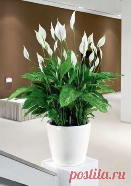 10 РАСТЕНИЙ, которые принесут в ваш дом любовь - сохраните у себя и обязательно попробуйте!