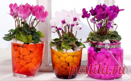 Цикламен: виды и условия содержания Цикламен (Cyclamen) – невероятно красивое растение, завоевавшее большую популярность в обществе цветоводов. В пору цветения его цветки похожи на «языки застывшего яркого пламени» или на диковинных бабочек, парящих в воздухе. Известно много видов и сортов растения, которые различаются...