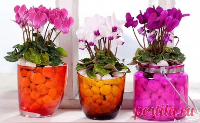 Цикламен: виды и условия содержания Цикламен (Cyclamen) – невероятно красивое растение, завоевавшее большую популярность в обществе цветоводов. В пору цветения его цветки похожи на «языки застывшего яркого пламени» или на диковинных бабочек, парящих в воздухе. Известно много видов и сортов растения, которые различаются...