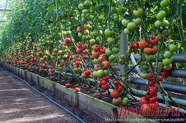Успех выращивания овощей.