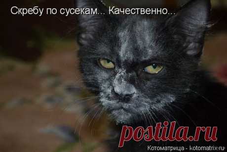 Лучшие котоматрицы недели / Питомцы
