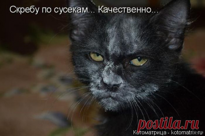 Лучшие котоматрицы недели / Питомцы