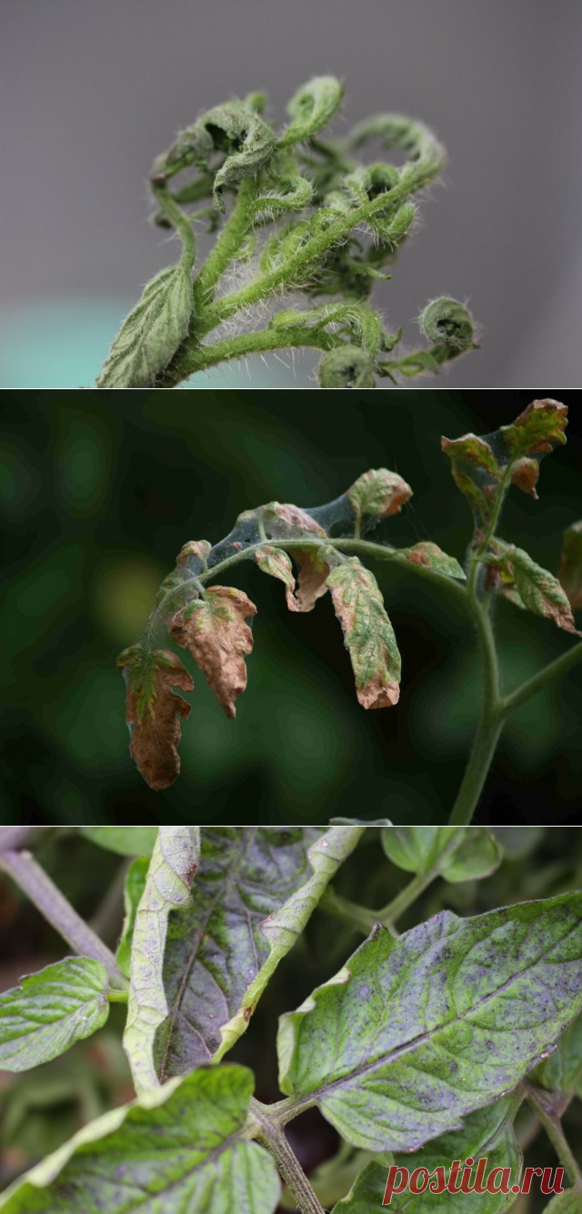 Почему скручиваются листья томата. Причины скручивания листьев помидоров. Фото - Ботаничка.ru