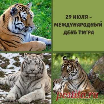 Международный день тигра – праздник, который отмечается 29 июля. Он был учрежден в 2010 году на Международном форуме «Тигриный саммит» в Санкт-Петербурге с целью увеличения популяции тигров.
