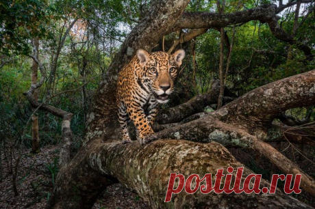 57 лучших фотографий National Geographic за 2017 год